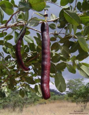 Swartzia madagascariensis