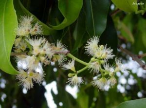 Syzygium cumini 'white'*