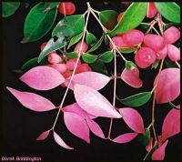 Syzygium luehmannii*
