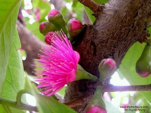 Syzygium malaccense*