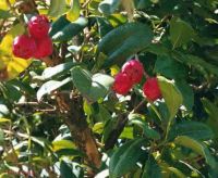 Syzygium moorei*