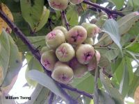 Syzygium samarangense*