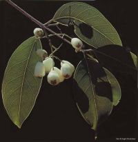 Syzygium tierneyanum*