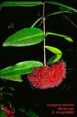 Syzygium wilsonii*