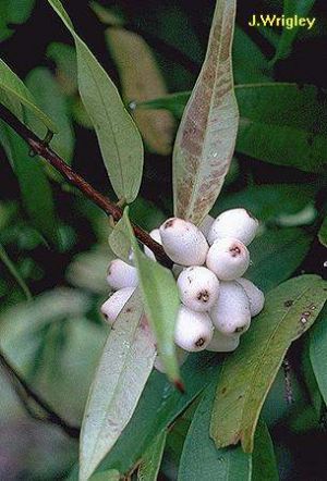 Syzygium wilsonii*