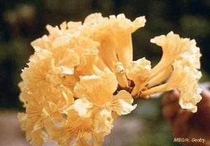 Tabebuia chrysantha