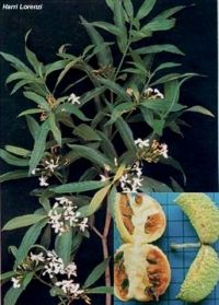 Tabernaemontana fuchsiaefolia*