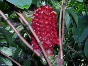 Tapeinochilus ananassae