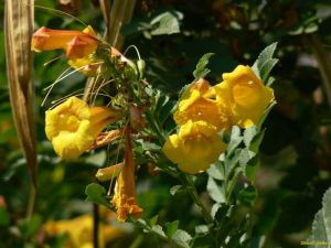 Tecoma castanifolia