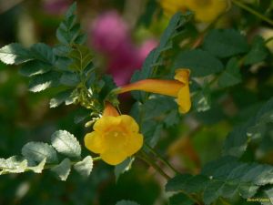 Tecoma castanifolia