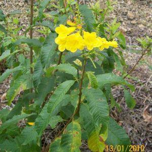 Tecoma castanifolia