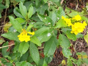 Tecoma castanifolia