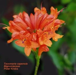 Tecomaria capensis