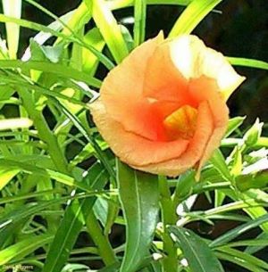 Thevetia peruviana \'Orange\'