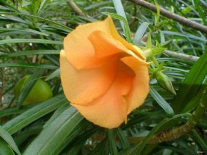 Thevetia peruviana \'Orange\'