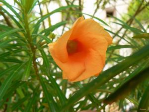 Thevetia peruviana 'Orange'