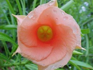 Thevetia peruviana 'Peach'