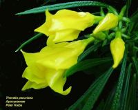 Thevetia peruviana 'Yellow'