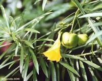 Thevetia peruviana \'Yellow\'