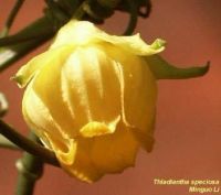 Thladiantha speciosa