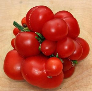 Tomate - Reisetomate