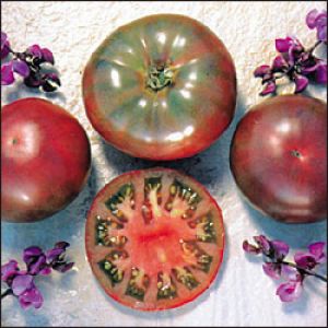 Tomate - Cherokee Purple