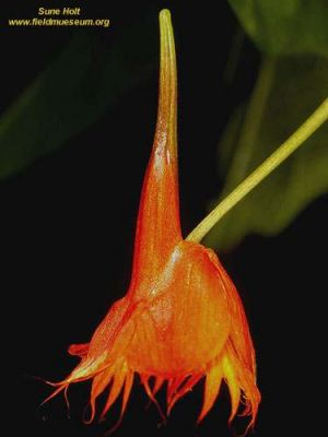 Tropaeolum moritzianum*