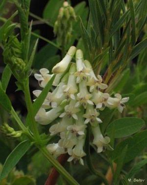 Vicia magnifolia