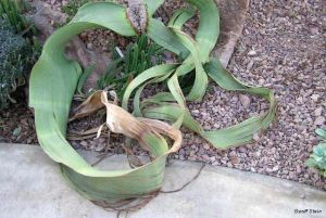Welwitschia mirabilis*