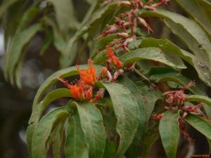 Woodfordia fruticosa*