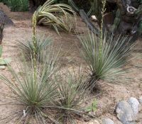 Yucca constricta