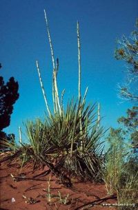 Yucca kanabensis