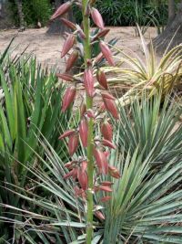 Yucca neomexicana