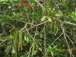 Zygia longifolia